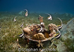 Schooling bannerfish(Heniochus diphreutes) dancing around... by Stephan Kerkhofs 